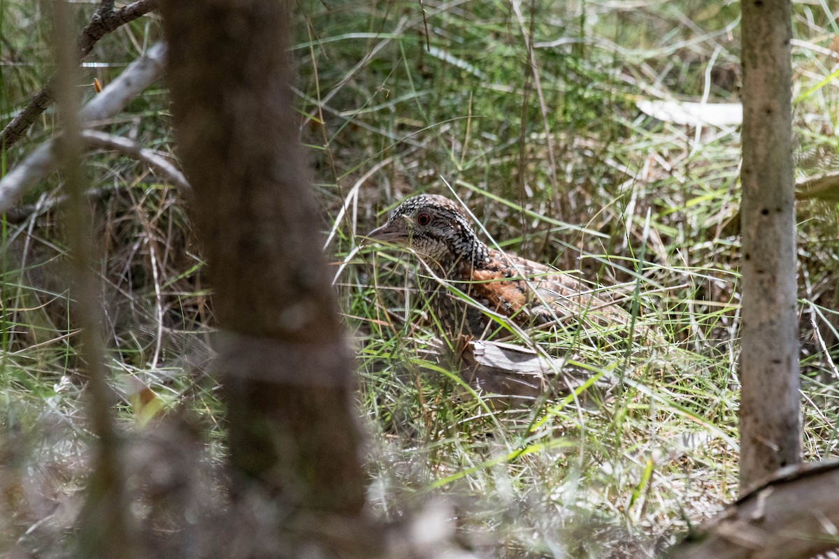 Painted Buttonquail - ML112175131
