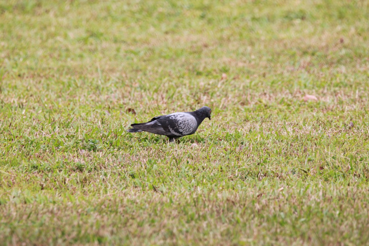 Rock Pigeon (Feral Pigeon) - ML112177941