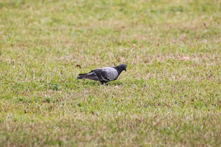 Rock Pigeon (Feral Pigeon), ML112177941