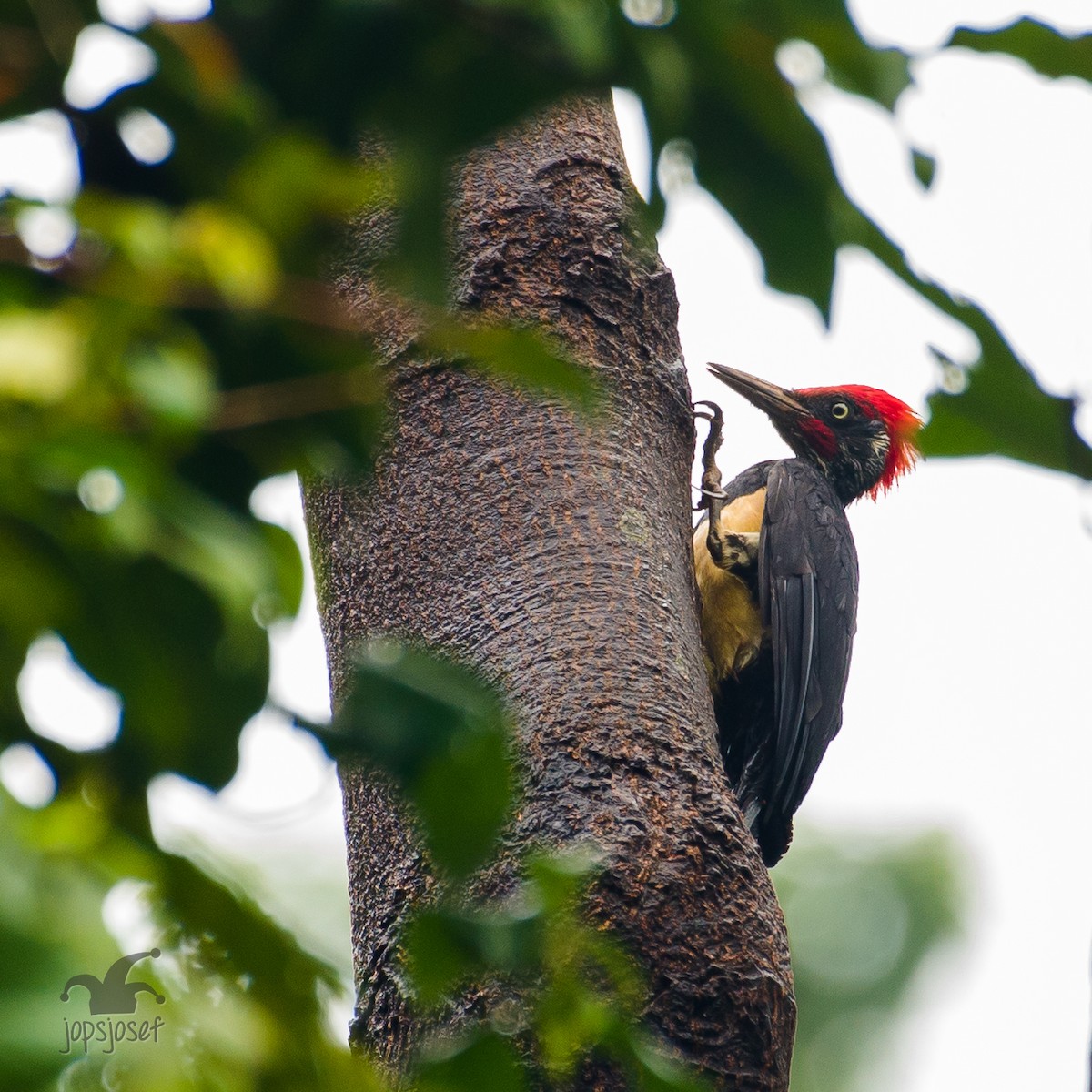 White-bellied Woodpecker - Jose Feliciano Josef