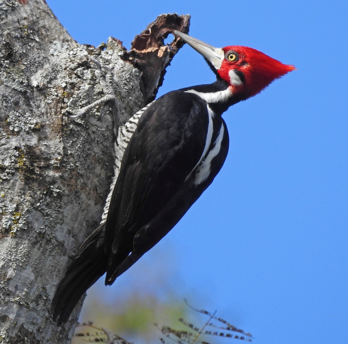 Crimson-crested Woodpecker - ML112180011