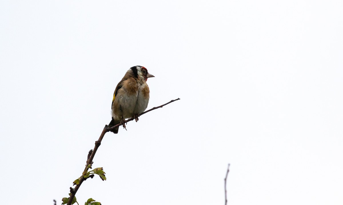 European Goldfinch (European) - ML112182991