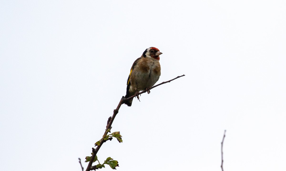 European Goldfinch (European) - Drew Weber