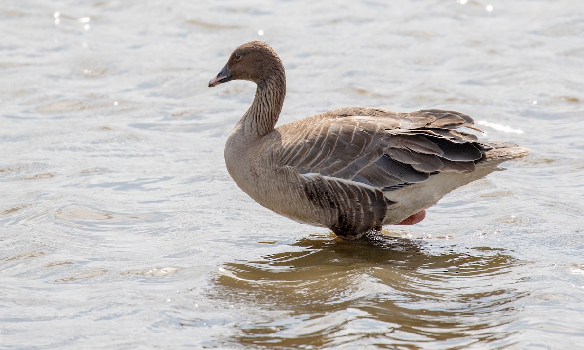 Pink-footed Goose - Drew Weber