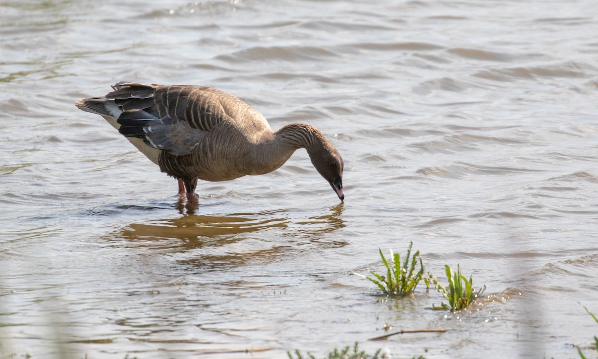 Pink-footed Goose - ML112183581