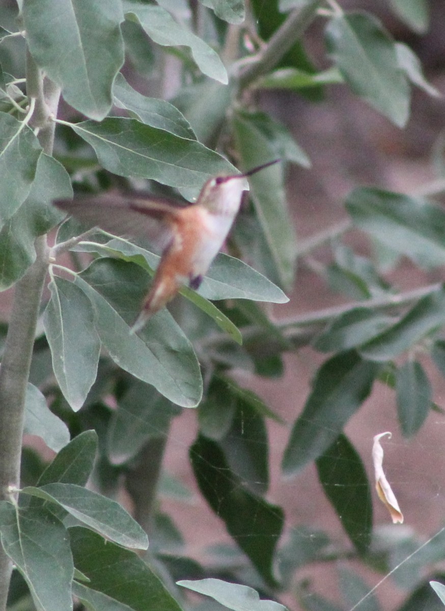 Rufous Hummingbird - alison rodgers