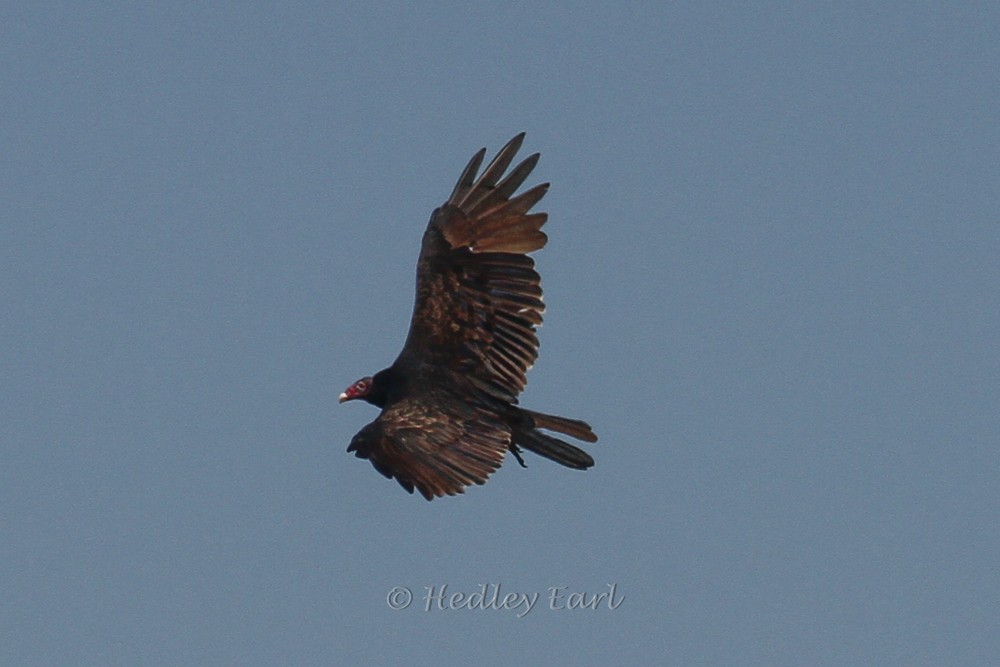 Turkey Vulture - Hedley & Irena Earl