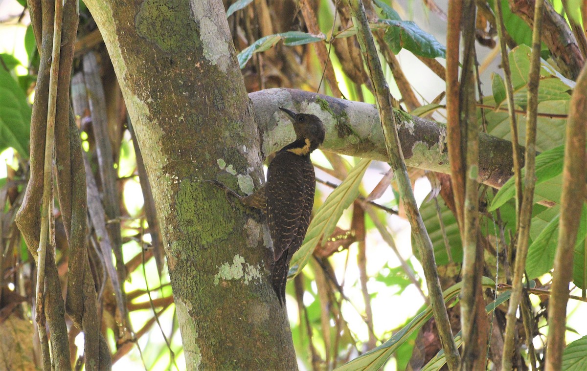 Buff-necked Woodpecker - Hong Yao Lim