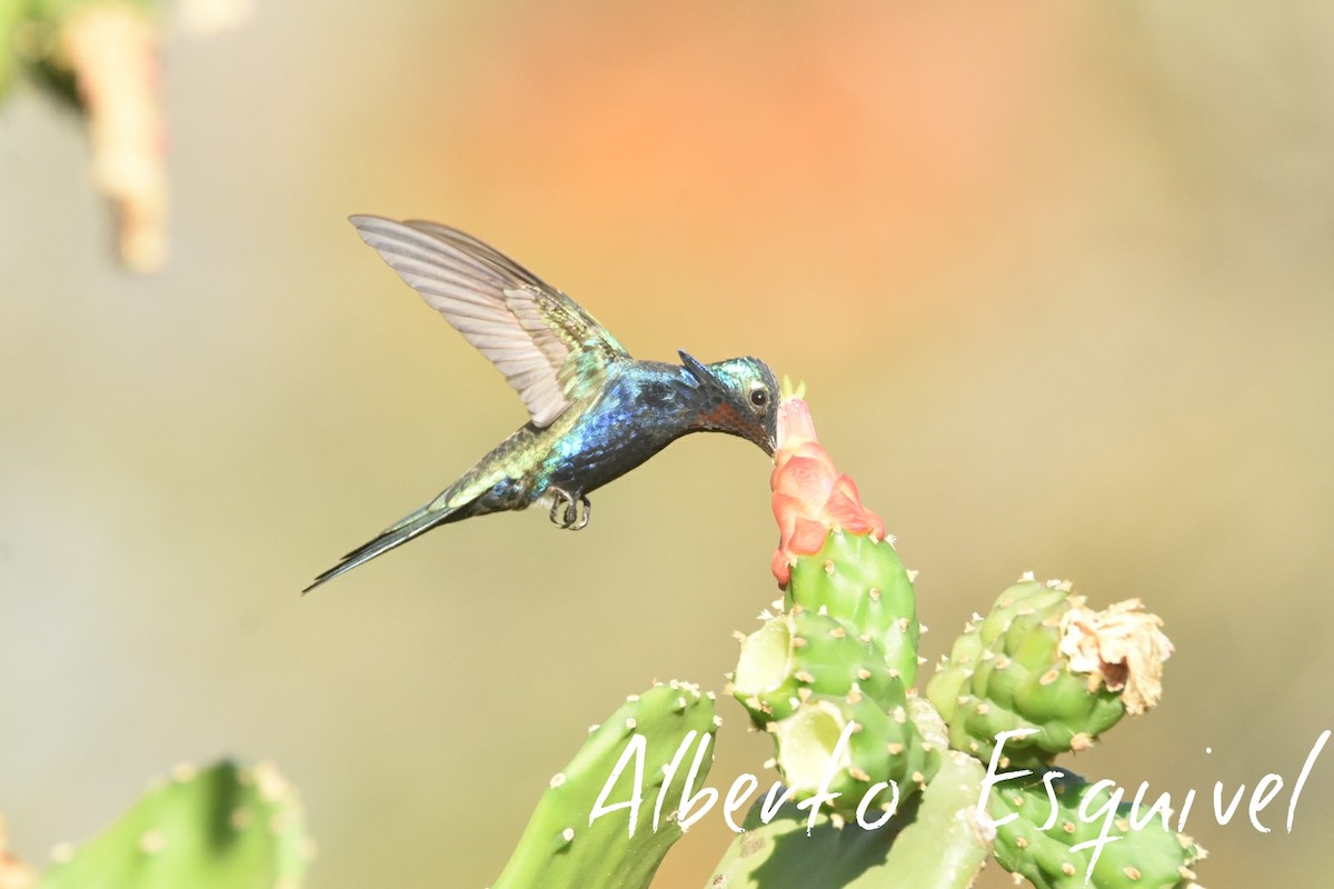 Blue-tufted Starthroat - Alberto Esquivel Wildlife PY