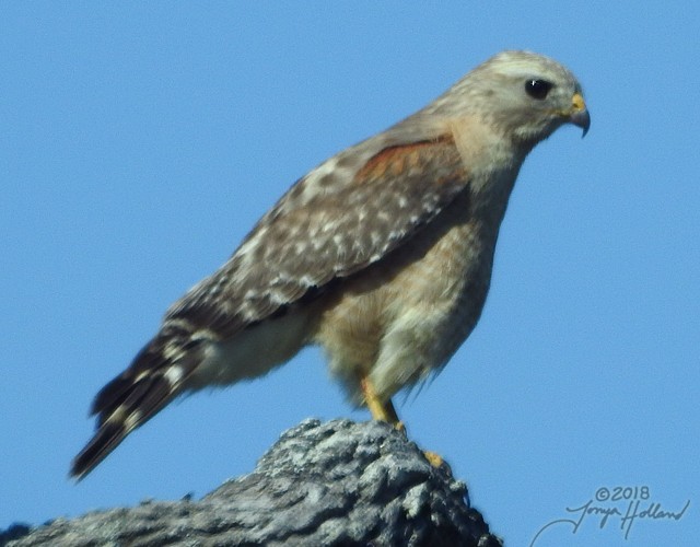 Red-shouldered Hawk (lineatus Group) - Tonya Holland