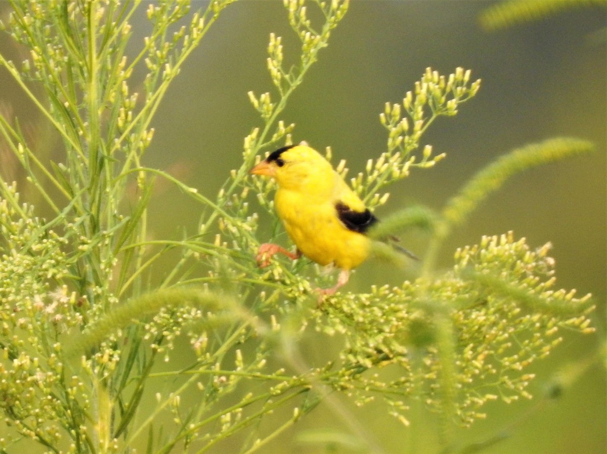 American Goldfinch - Rick Kittinger