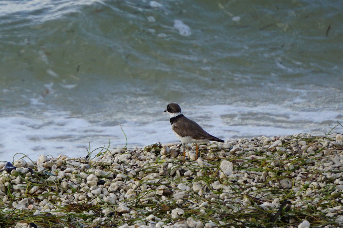 Semipalmated Plover - Mark Songer