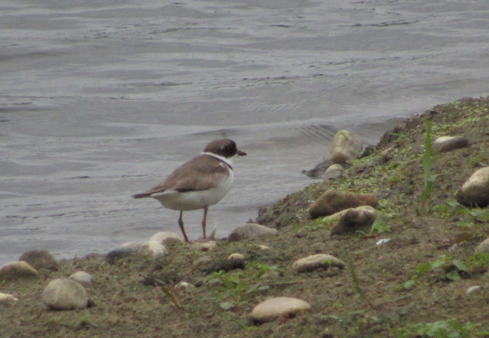 Semipalmated Plover - ML112199791