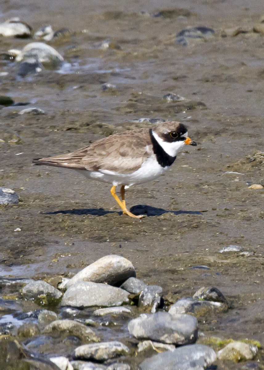 Semipalmated Plover - ML112199861