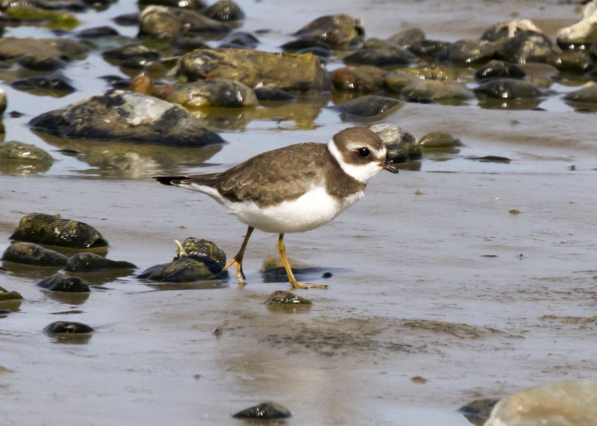 Semipalmated Plover - ML112199871