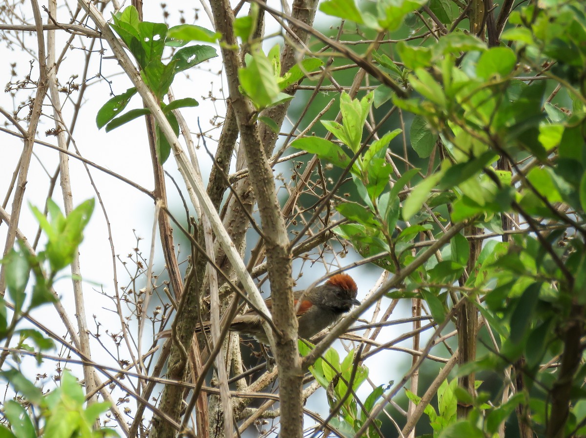 Cinereous-breasted Spinetail - Arthur Gomes