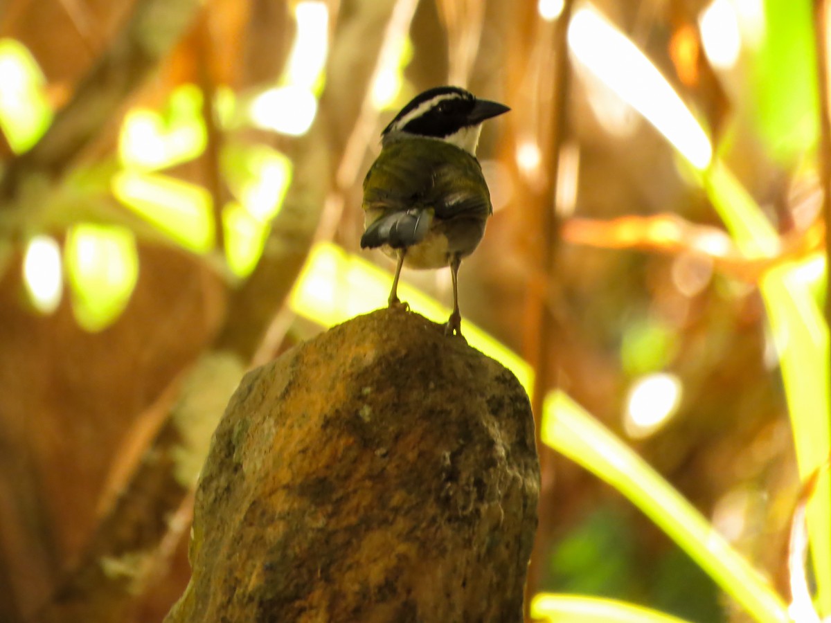 Pectoral Sparrow - Arthur Gomes