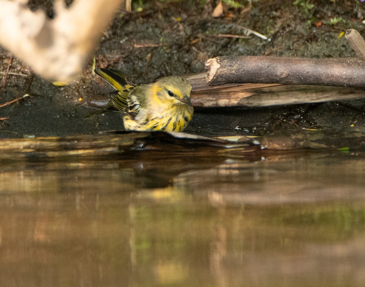 Cape May Warbler - ML112209361