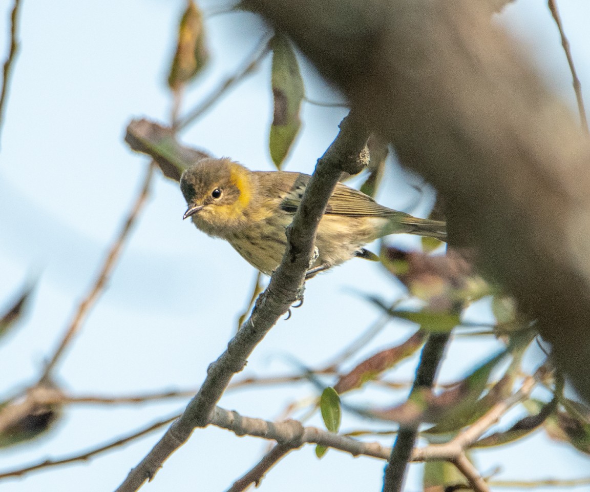 Cape May Warbler - ML112209501