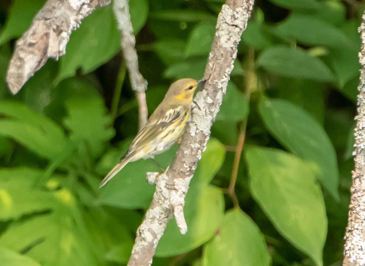 Cape May Warbler - ML112209531