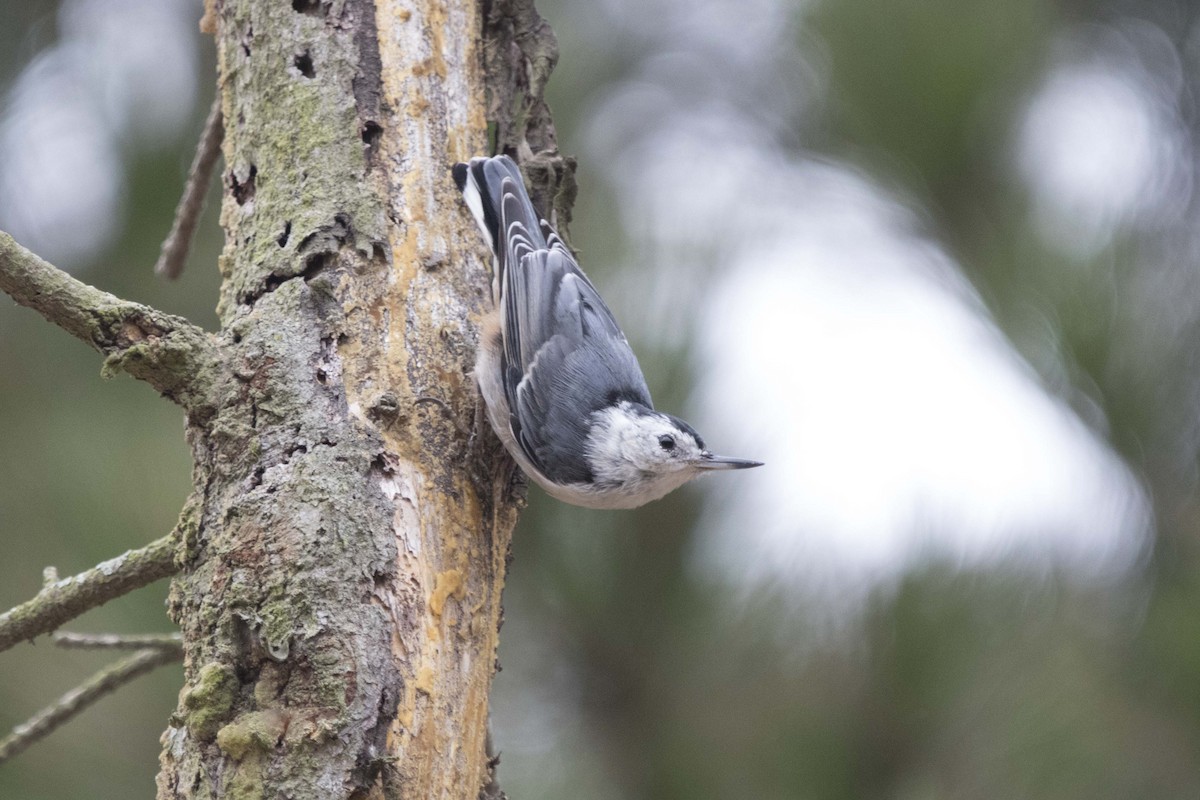White-breasted Nuthatch - ML112212441