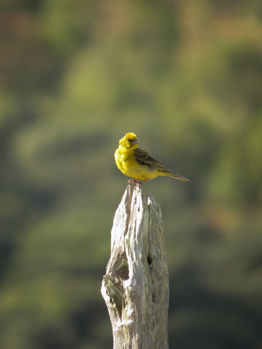 Stripe-tailed Yellow-Finch - ML112214841