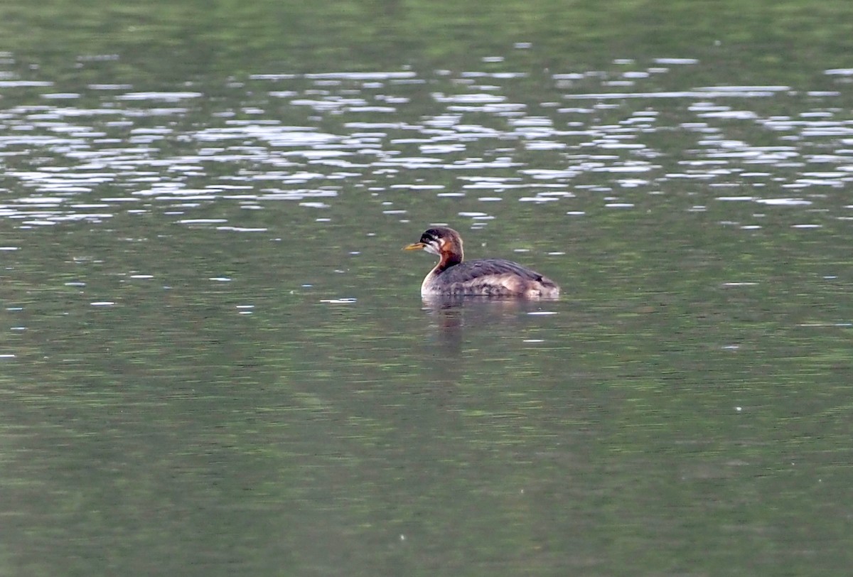 Red-necked Grebe - John Anderson