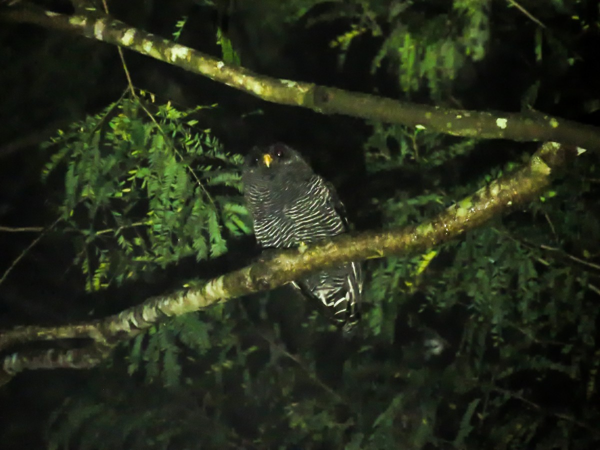 Black-banded Owl - ML112216421