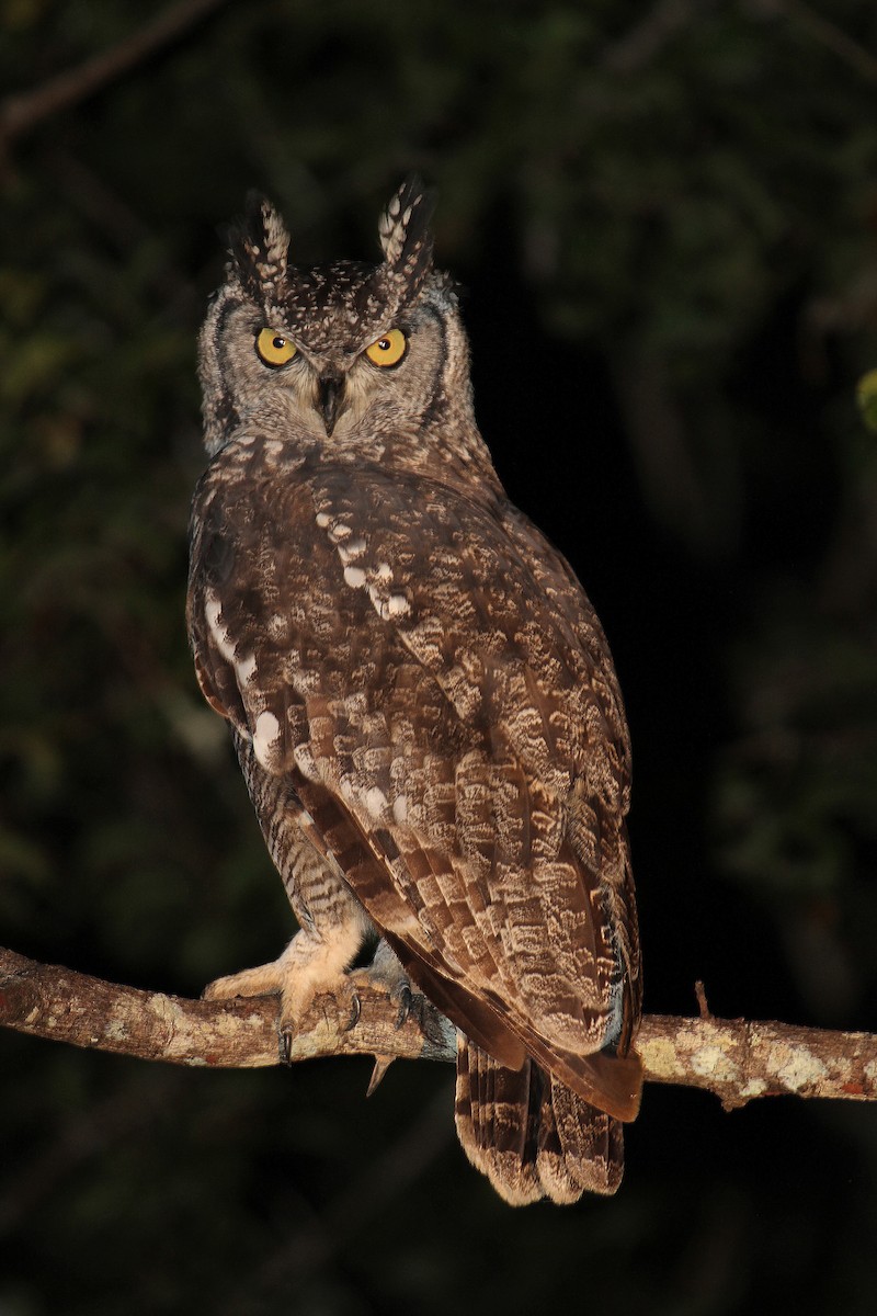 Spotted Eagle-Owl - ML112224341