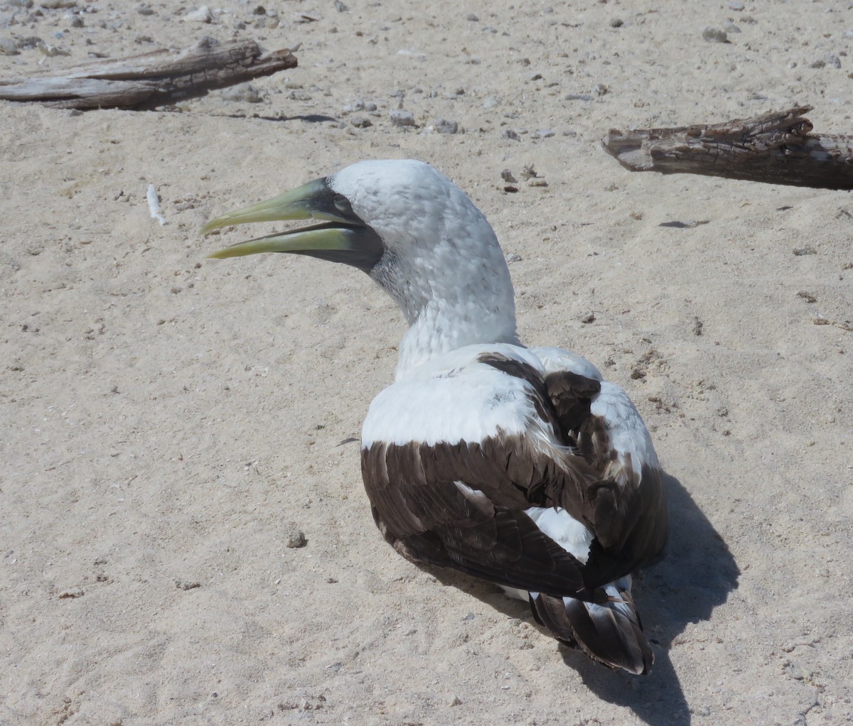 Masked Booby - ML112227931