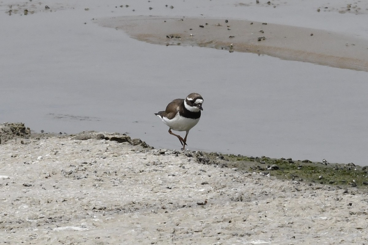Common Ringed Plover - ML112228361