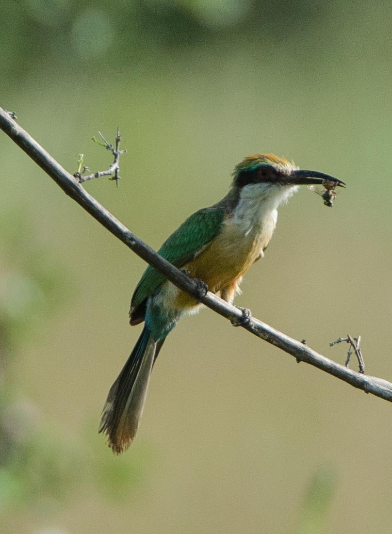 Somali Bee-eater - ML112229541