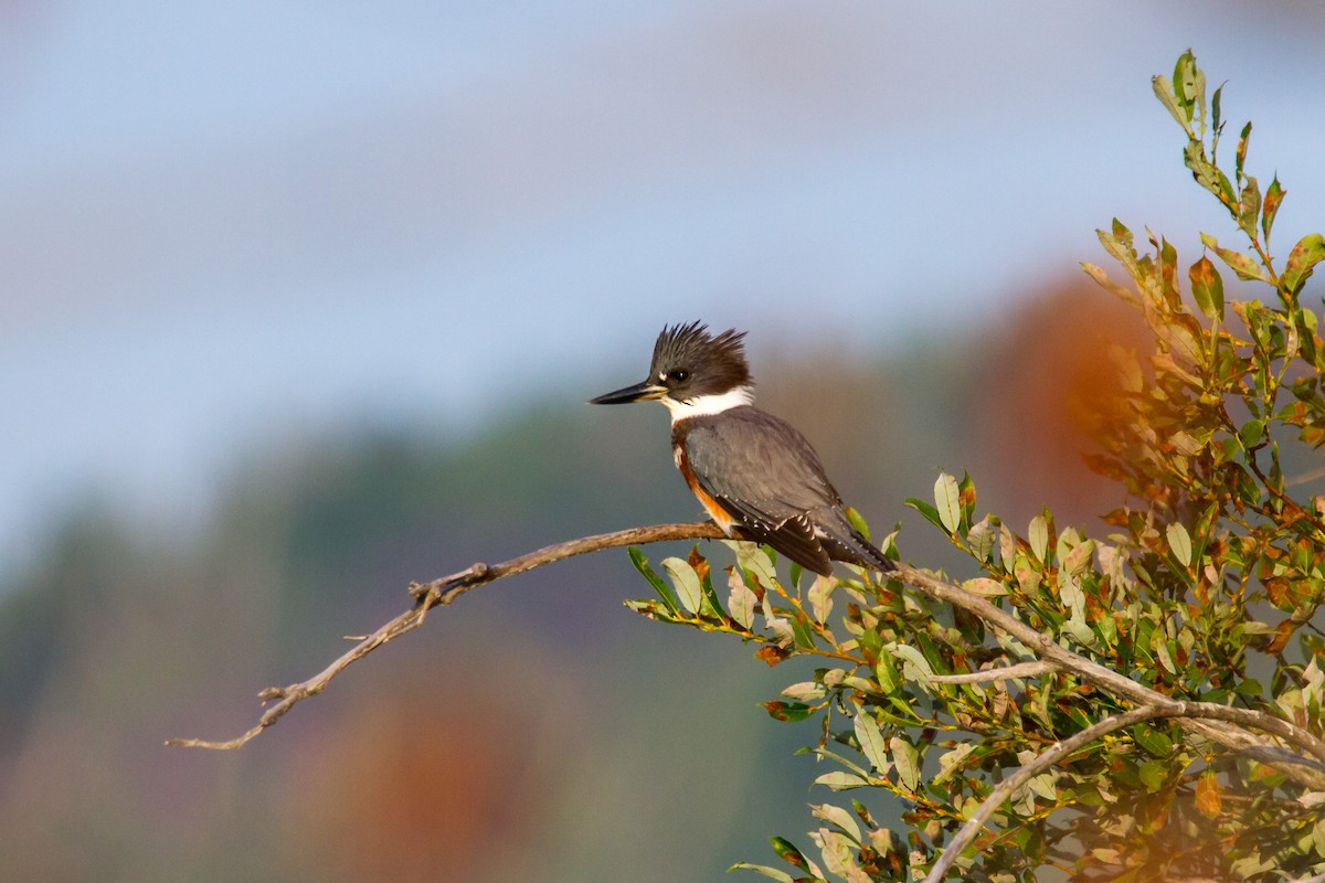 Belted Kingfisher - ML112232431