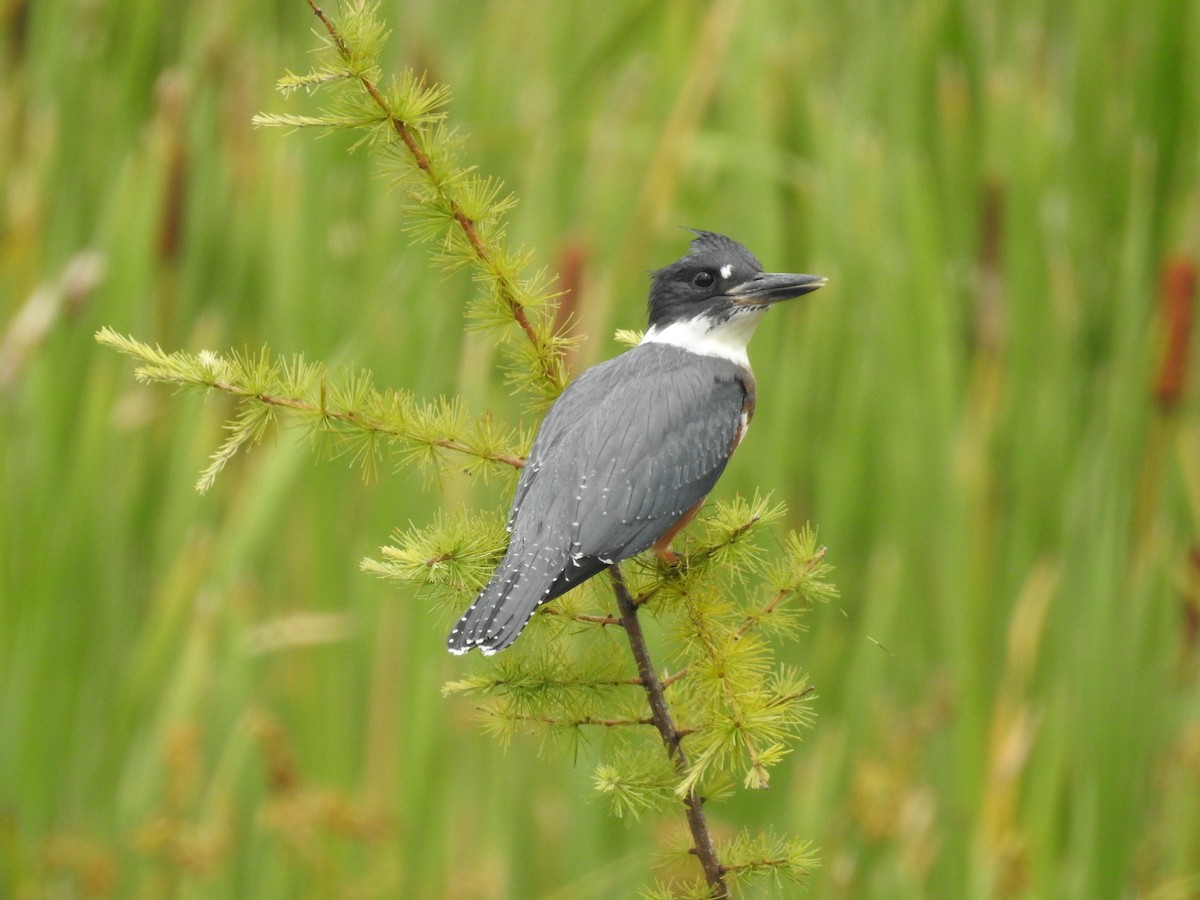 Belted Kingfisher - ML112232701