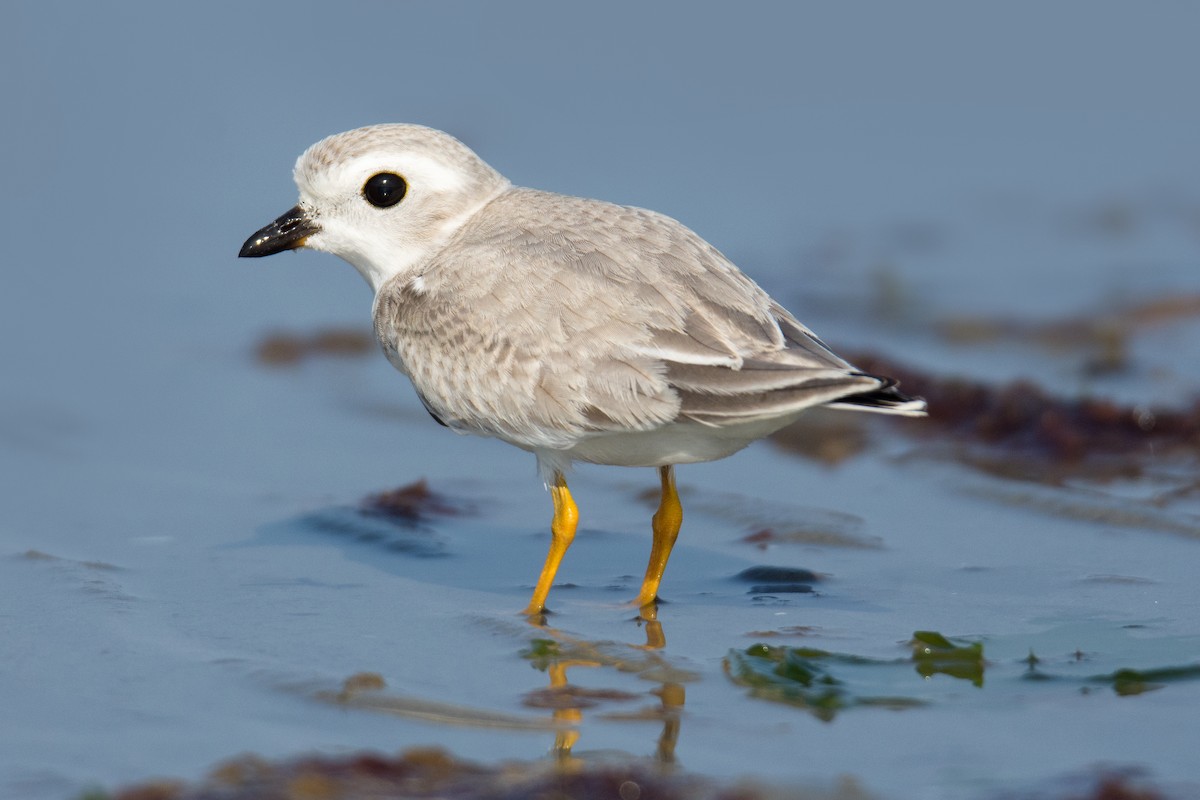 Piping Plover - ML112236191
