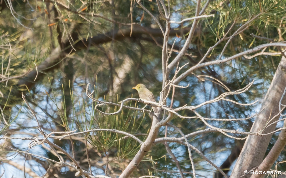 Melodious Warbler - ML112237451