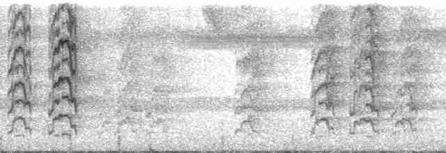 regnbueparakitt (picta) - ML112238