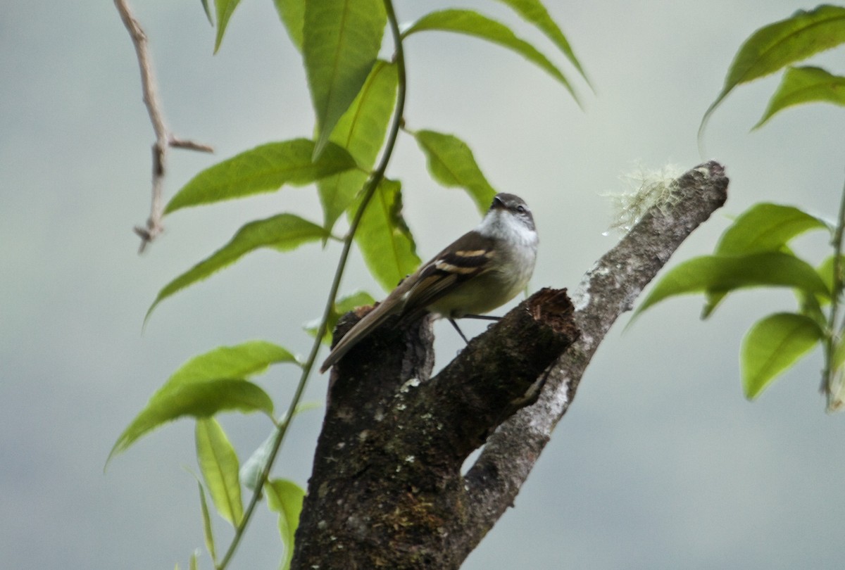 White-throated Tyrannulet - Will Sweet