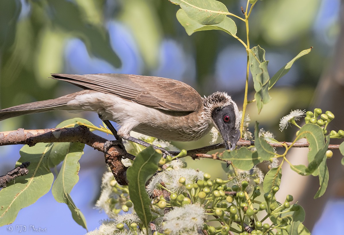 Silver-crowned Friarbird - ML112240761