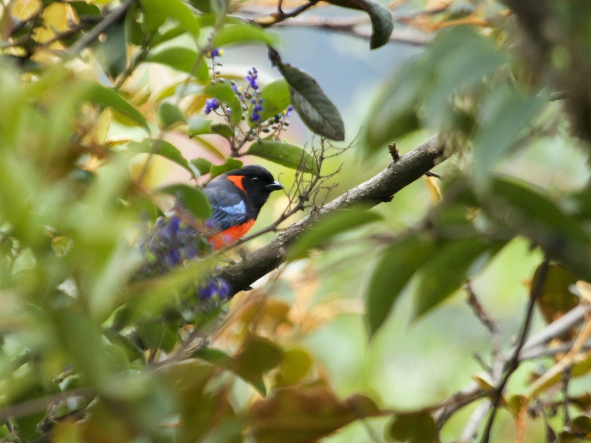 Scarlet-bellied Mountain Tanager - ML112240921