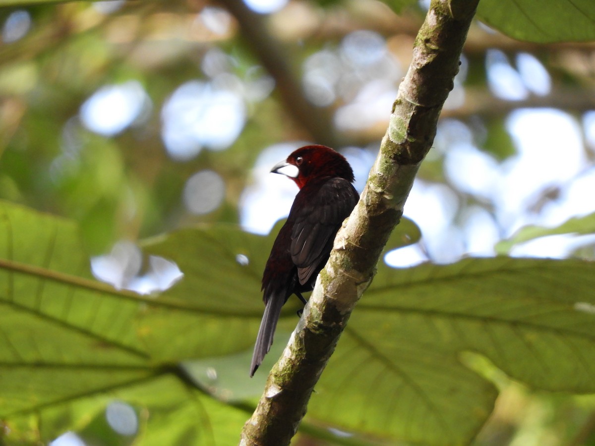 Silver-beaked Tanager - ML112242261