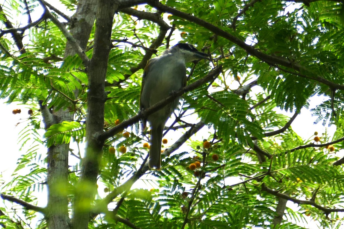 Black-crowned Palm-Tanager - ML112243301