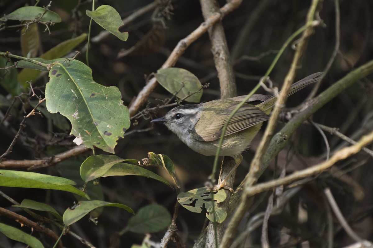 Golden-crowned Warbler (White-bellied) - ML112246401