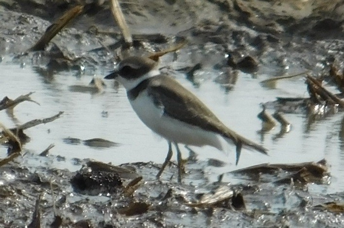 Semipalmated Plover - ML112251951