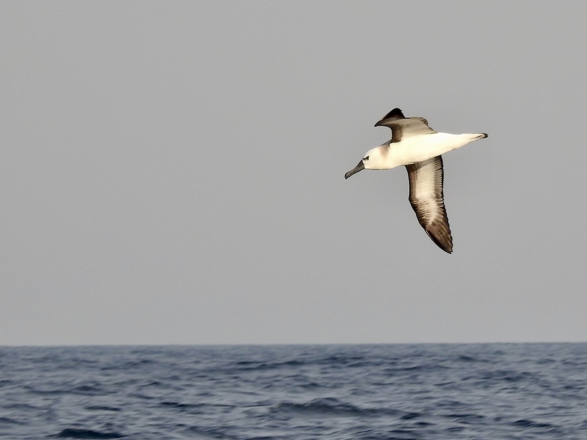 Atlantic Yellow-nosed Albatross - Albert Aguiar