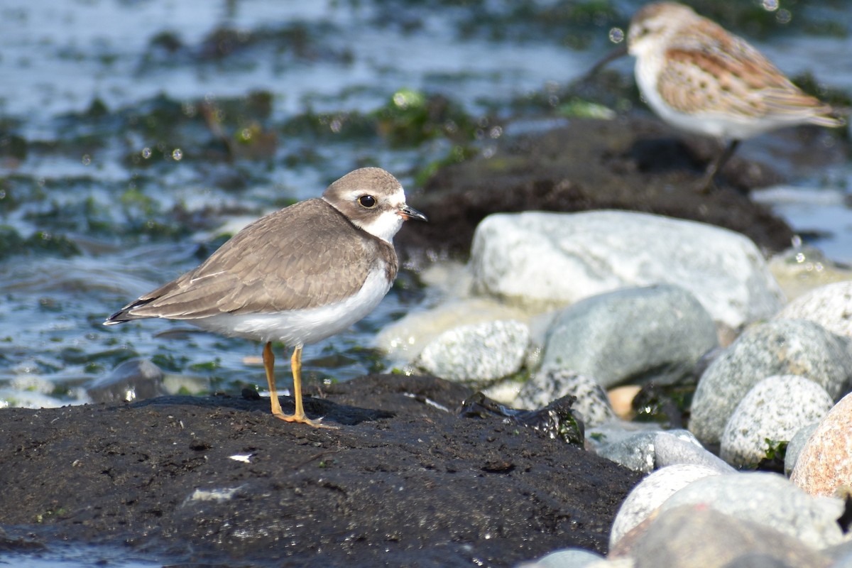 Semipalmated Plover - Alexander Sowers