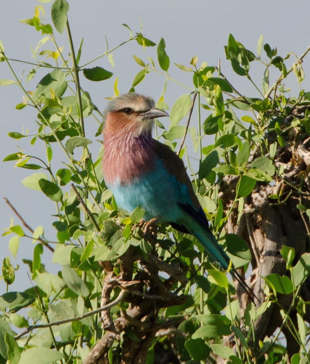 Lilac-breasted Roller - ML112255791