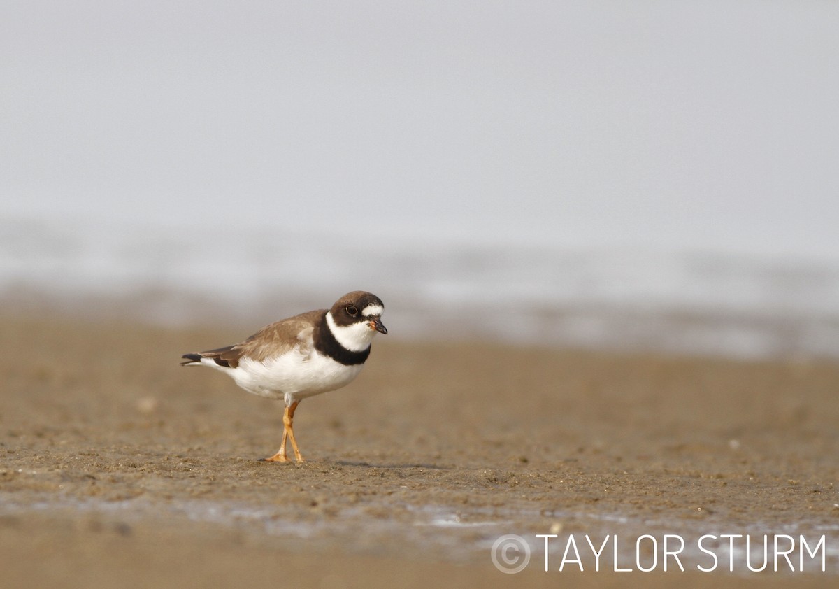 Semipalmated Plover - Taylor Sturm