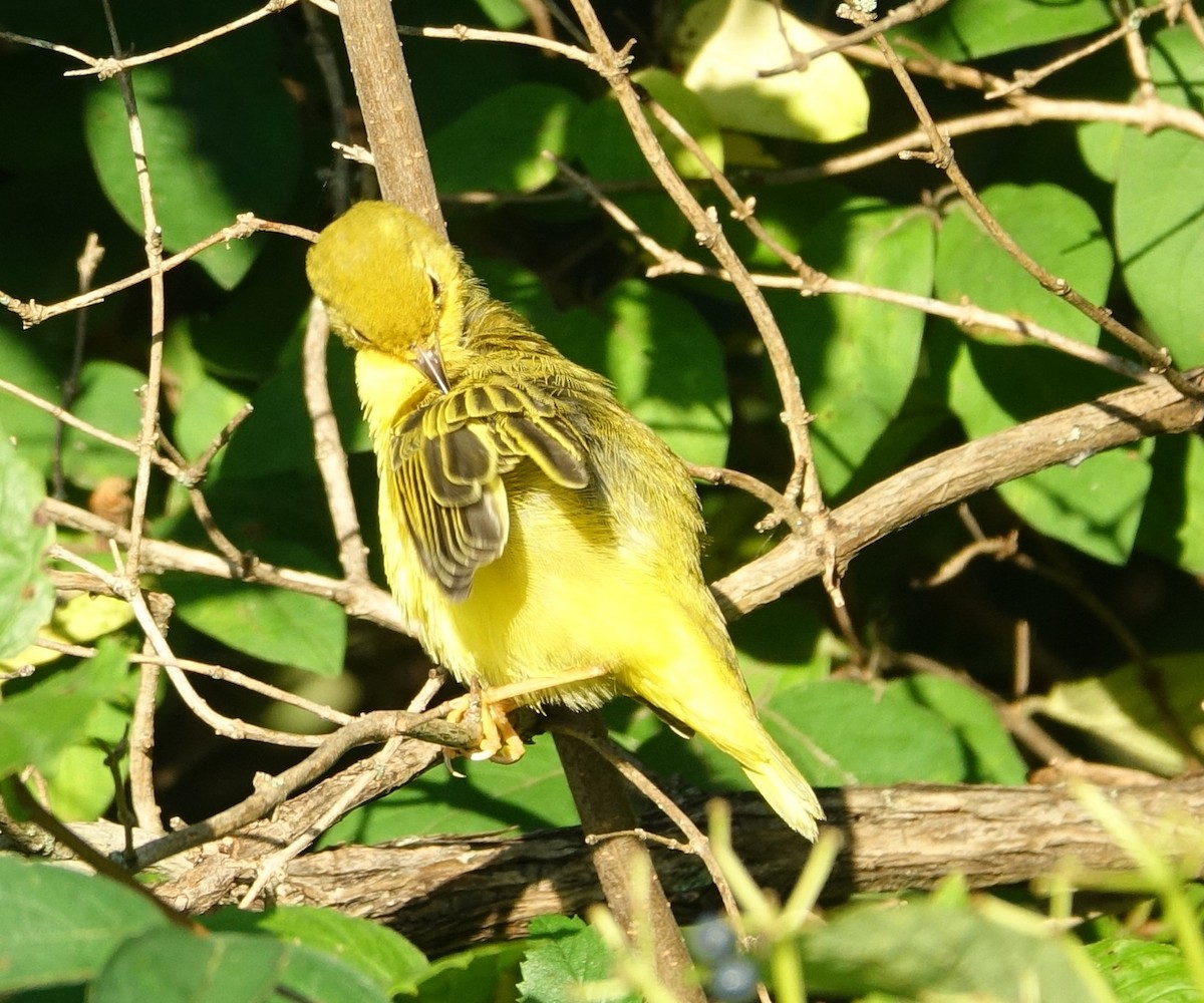 Yellow Warbler - Robert Dixon