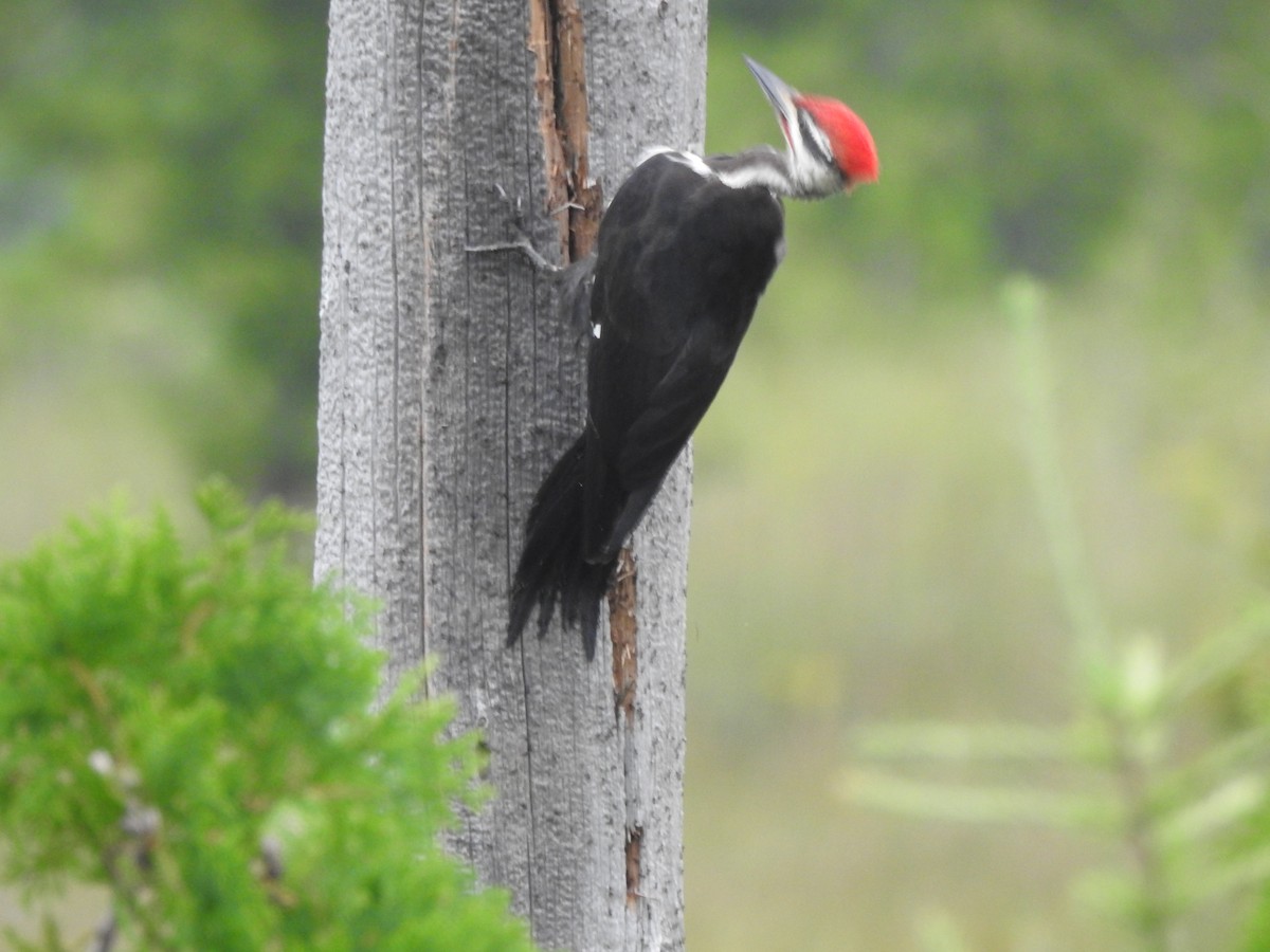 Pileated Woodpecker - Dave Milsom